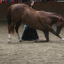 horse bow on a performance stock image