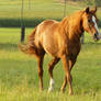 chestnut horse stock walking in the sun