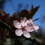 Tree blossum spring  - Rotbuche