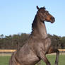 warmblood mare rearing 01