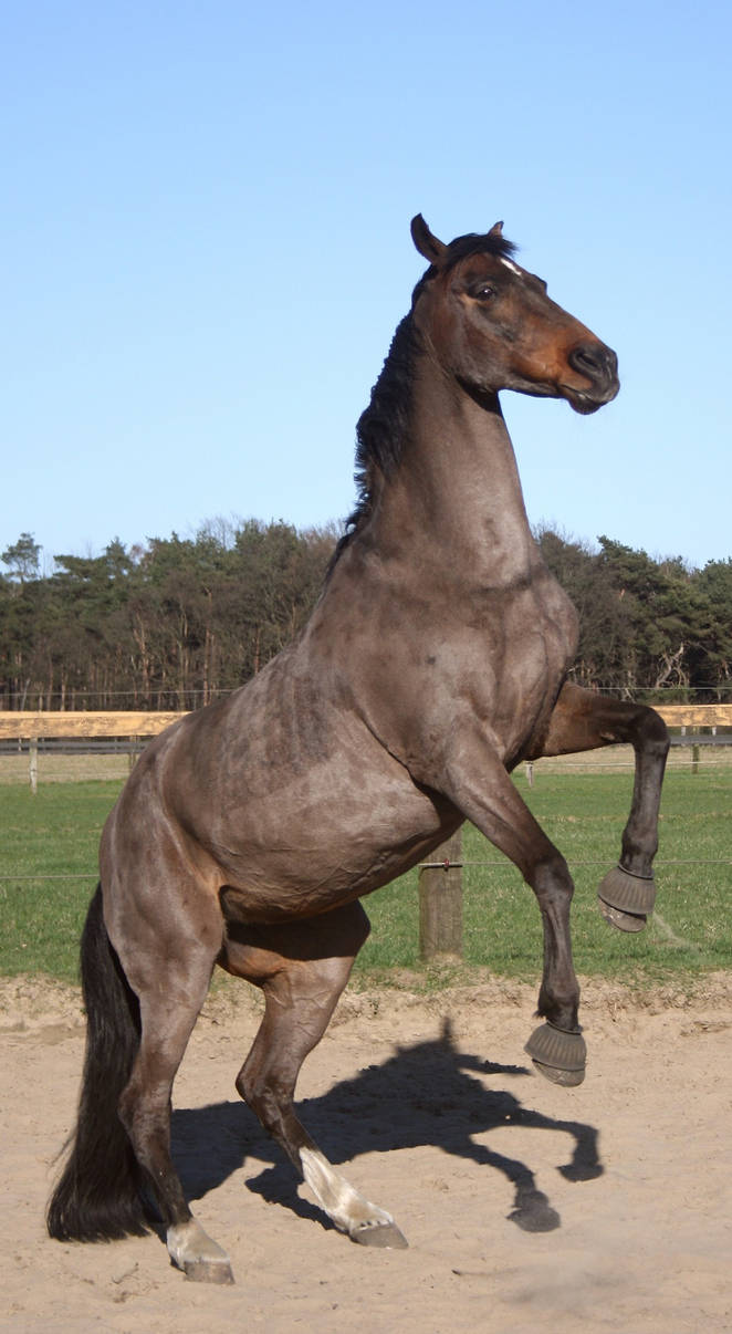 warmblood mare rearing 01 by Nexu4 on DeviantArt