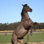 warmblood mare rearing 02