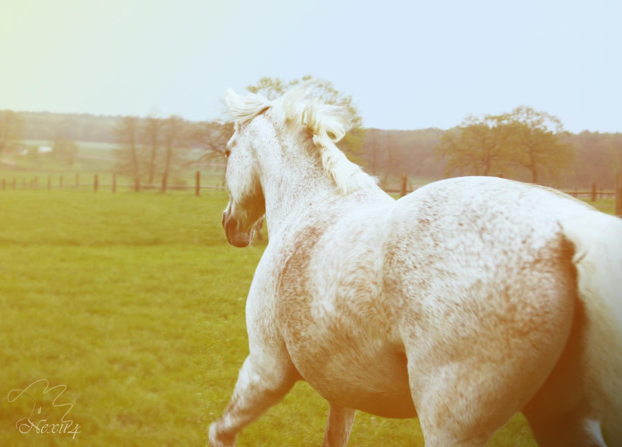 andalusian running free