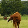 front chestnut horse shaking head