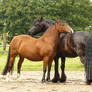 friends - friesian and bay welsh 01