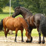 good friends - friesian and bay welsh 02