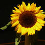 sunflower stock image