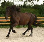 merens horse galloping