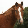 my horse on a windy day ^^