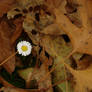 little autumn daisy between oak leaves