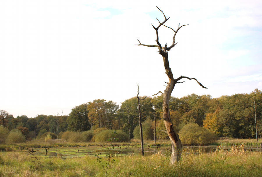 stock landscape dead tree in front of a lake