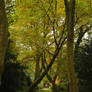 autumn path between old trees