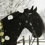 wedding friesian horse in the snow
