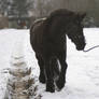 frisian mare in the snow