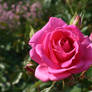 stock rose pink