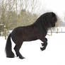 friesian rearing in the snow