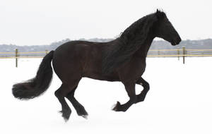 friesian gelding  galloping in the snow by Nexu4