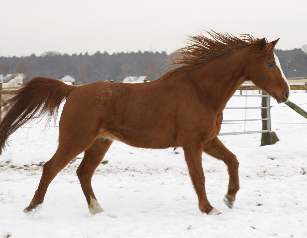 old chestnut gelding galloping in the snow