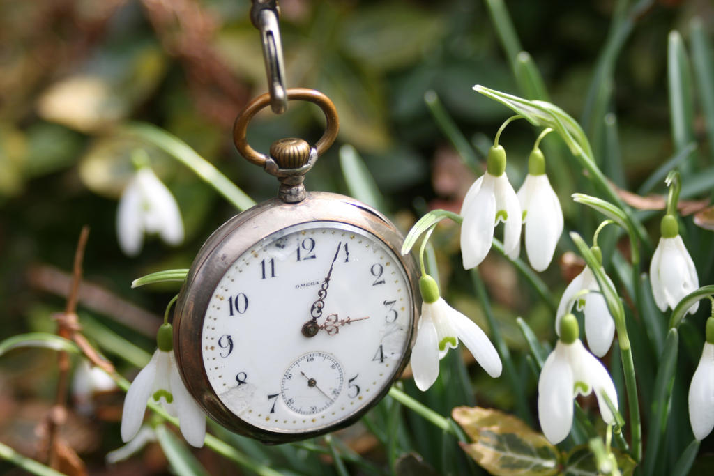 Pocket watch and snowdrops flower stock