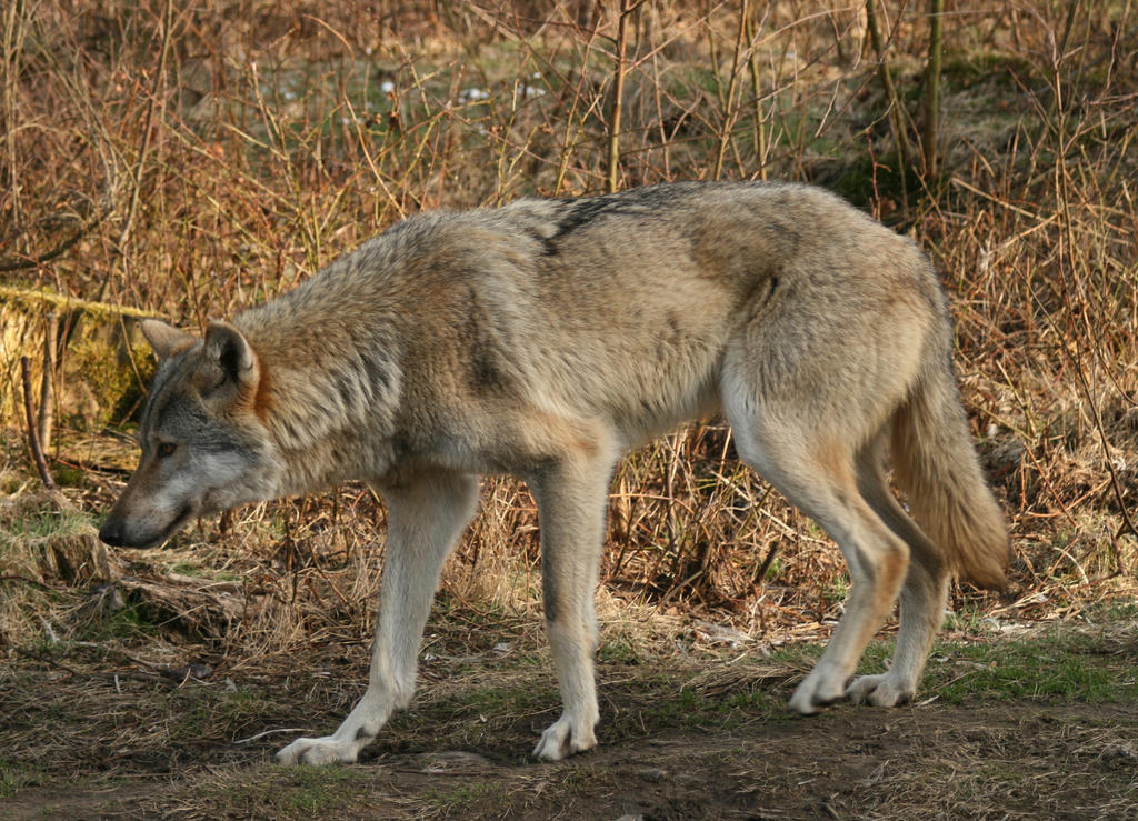 wolf stock 03