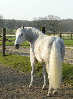 grey andalusian back - looking
