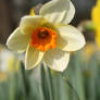 orange white daffodil