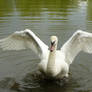white swan - stock wings