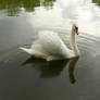 white swan swimming