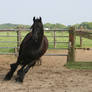 black horse friesian janosch