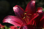 Red Lilium flower by Nexu4
