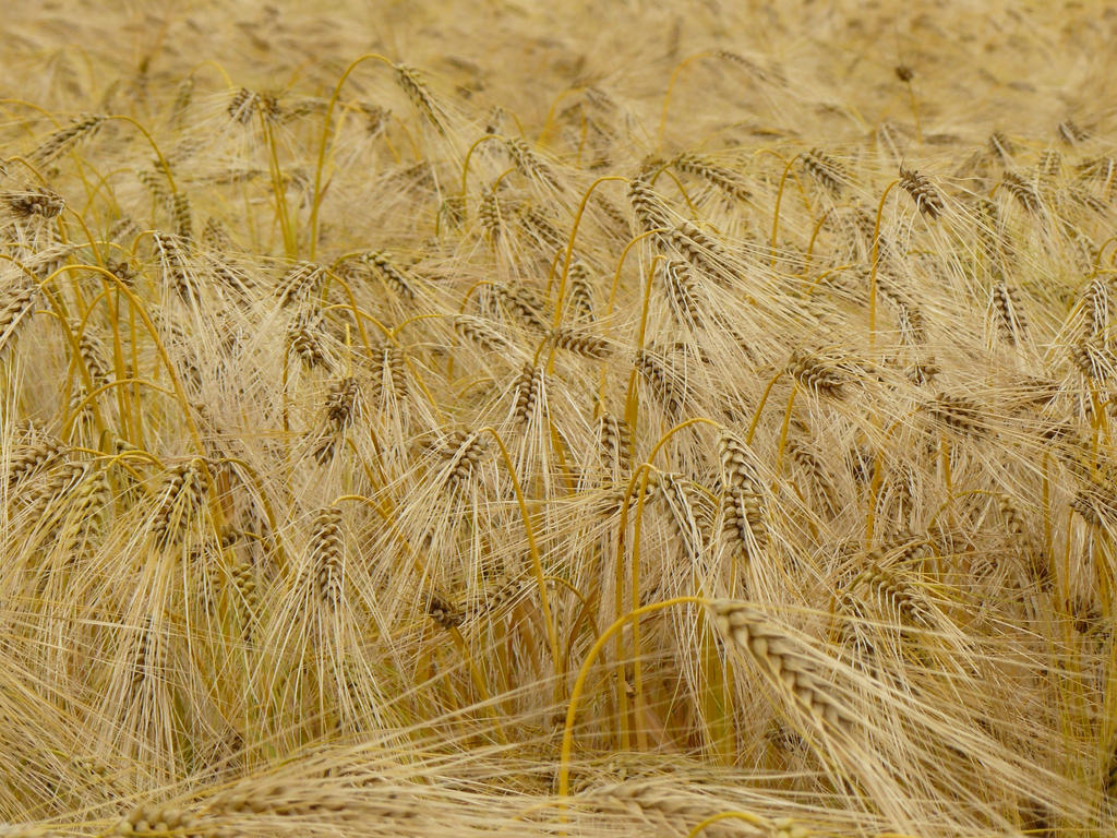 corn barley texture and background