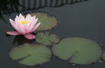 water lily stock image by Nexu4