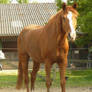 chestnut horse standing in front