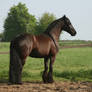 proud friesian gelding