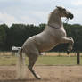 white andalusian sueni rearing