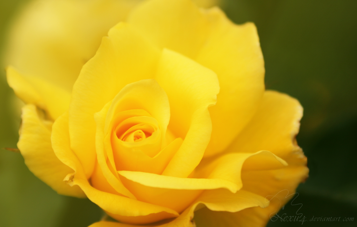 Yellow Rose