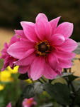 Dahlia flower by Nexu4 Dahlia flower by Nexu4