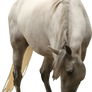 white mare looking to the ground precut png