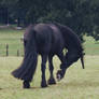 friesian janosch rear view