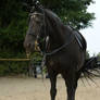 friesian mare saddled