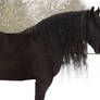 black horse friesian janosch winter