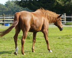 chestnut horse walking away