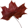 red maple leaf - rotes Ahornblatt Herbstlaub