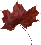 red maple leaf - rotes Ahornblatt Herbstlaub