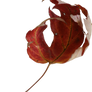 little autumn leaf precut png