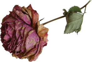 dried flower rose precut png