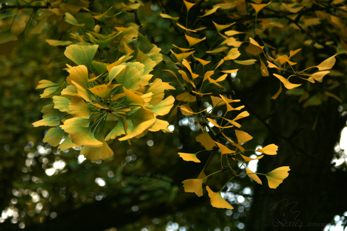 autumn gingko leaves on tree