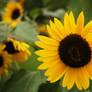 Sonnenblume - sunflower helianthus