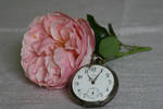 clock and rose stock