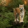 tiger standing 02